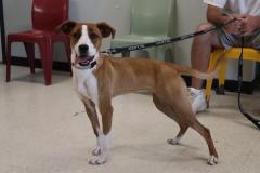 Enlarge Callie, a ADOPTABLE mixed breed in Goshen, KY image 2/5