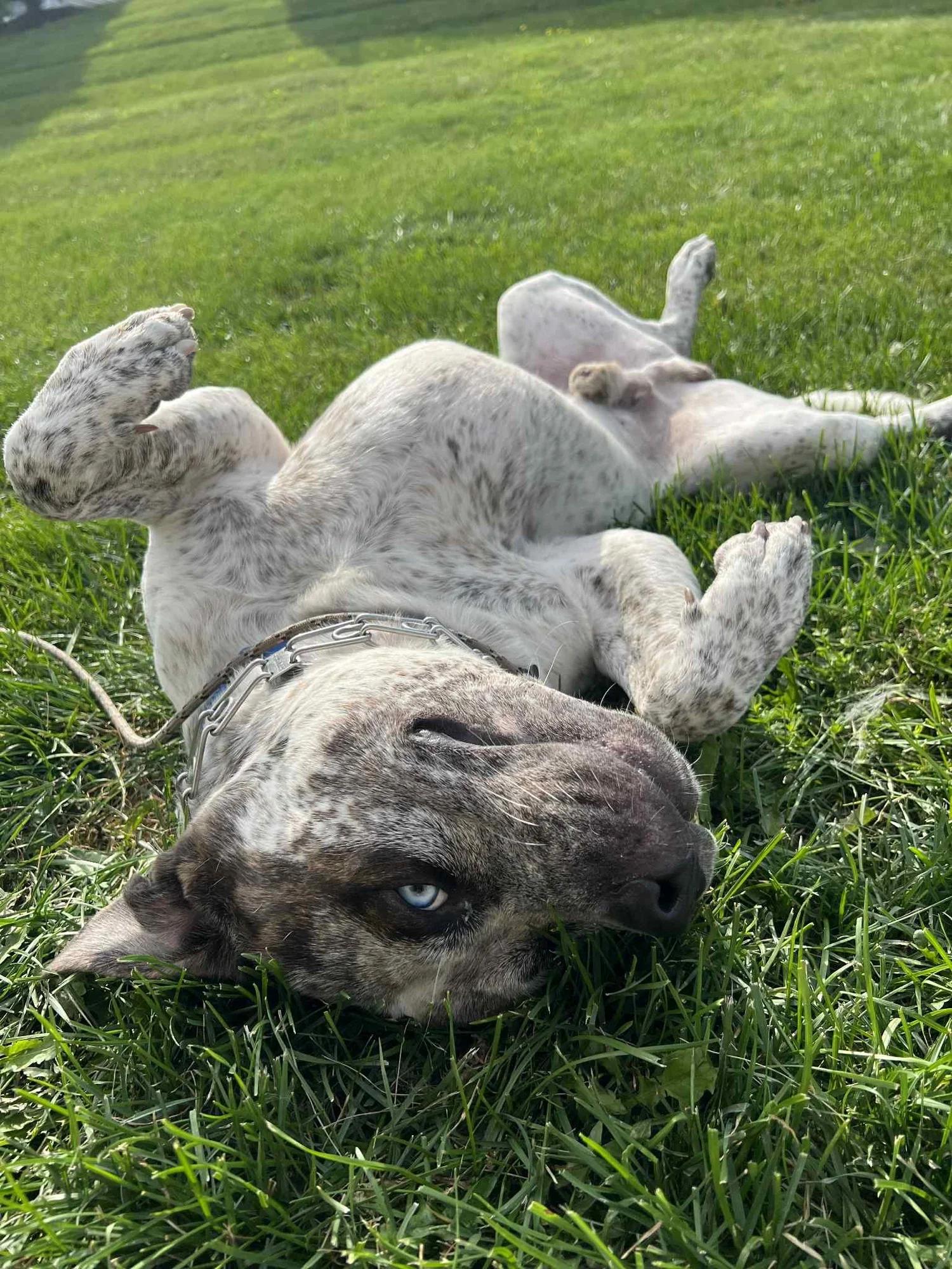 Bam Bam - FOSTER NEEDED!!!