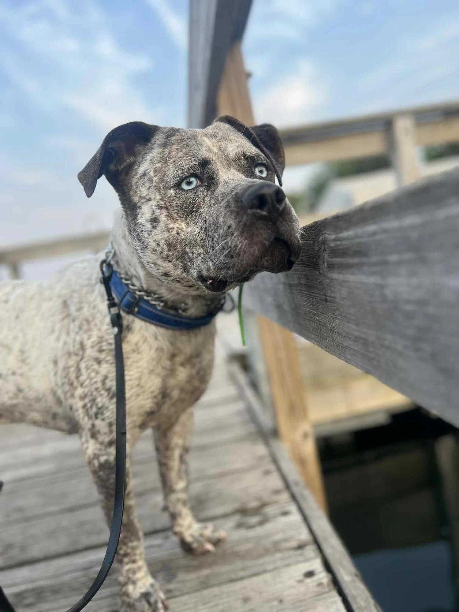 Bam Bam - FOSTER NEEDED!!!