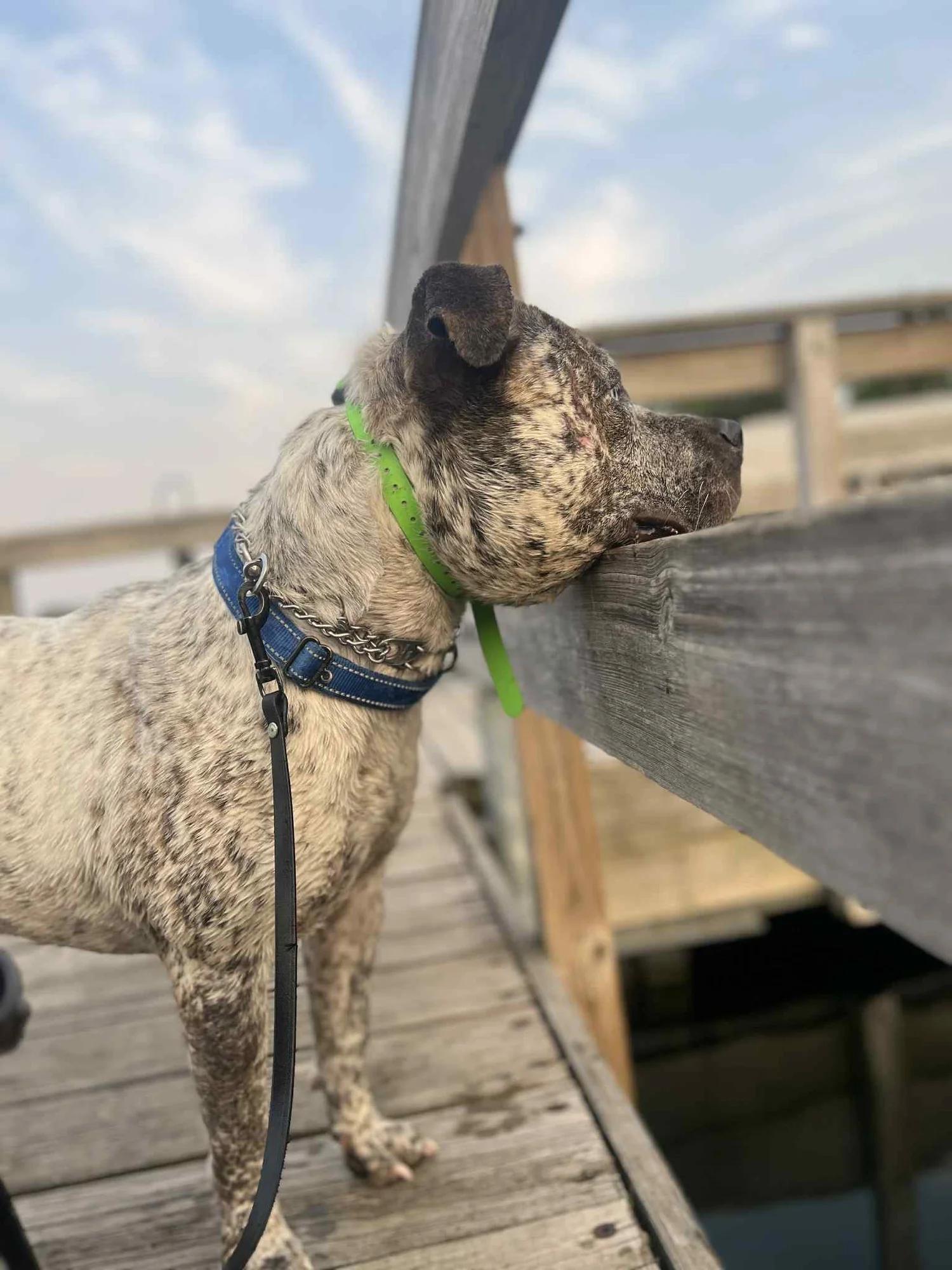 Bam Bam - FOSTER NEEDED!!!