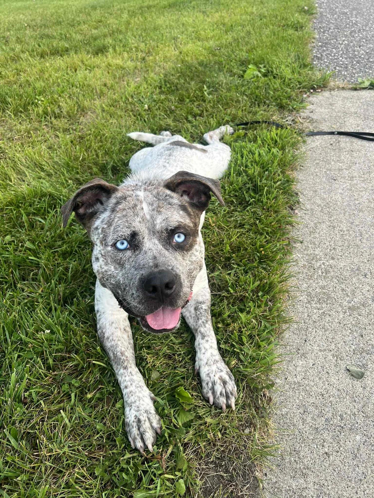 Bam Bam - FOSTER NEEDED!!!