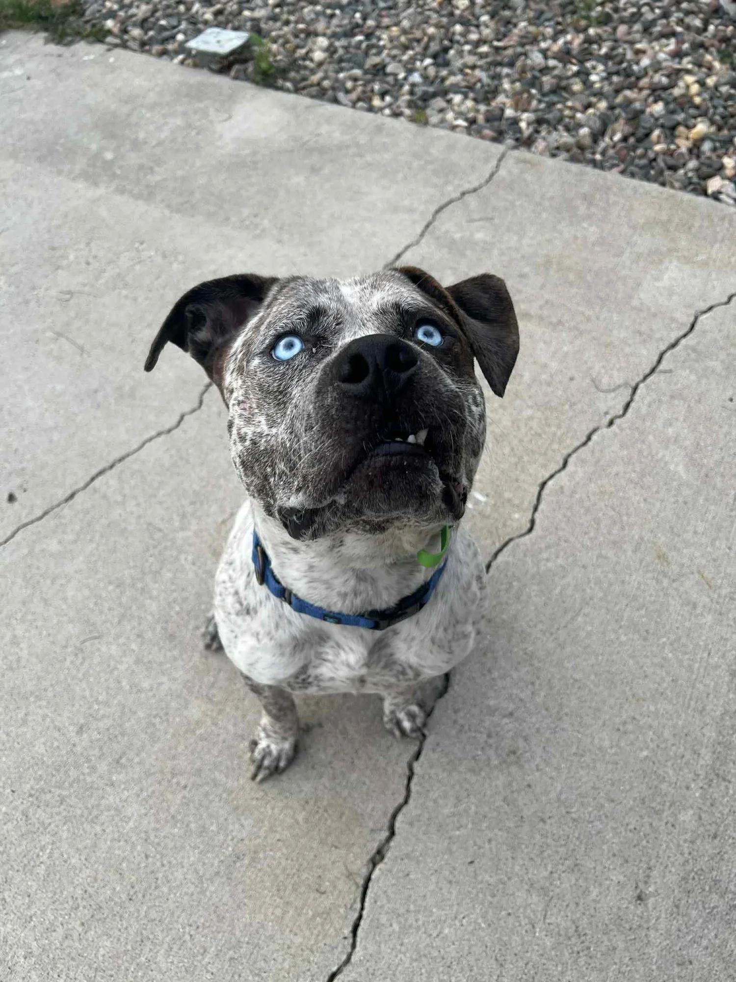 Bam Bam - FOSTER NEEDED!!!