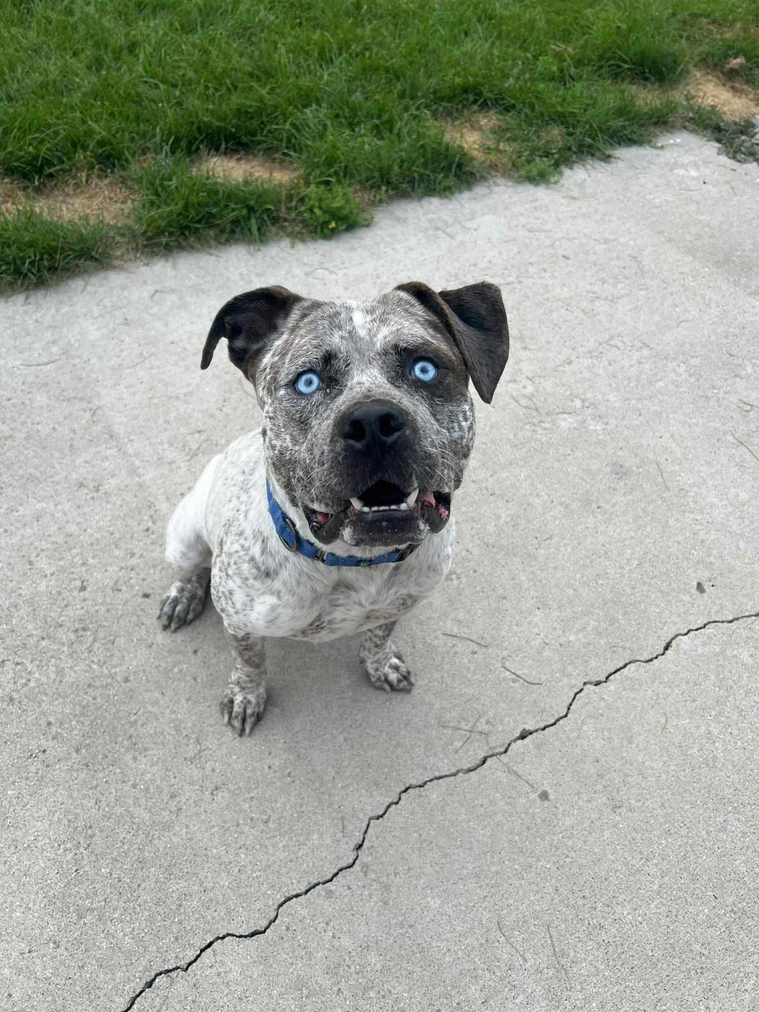 Bam Bam - FOSTER NEEDED!!!