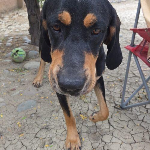 Maverick, Adoptable, Young Male Black and Tan Coonhound & Mixed Breed.