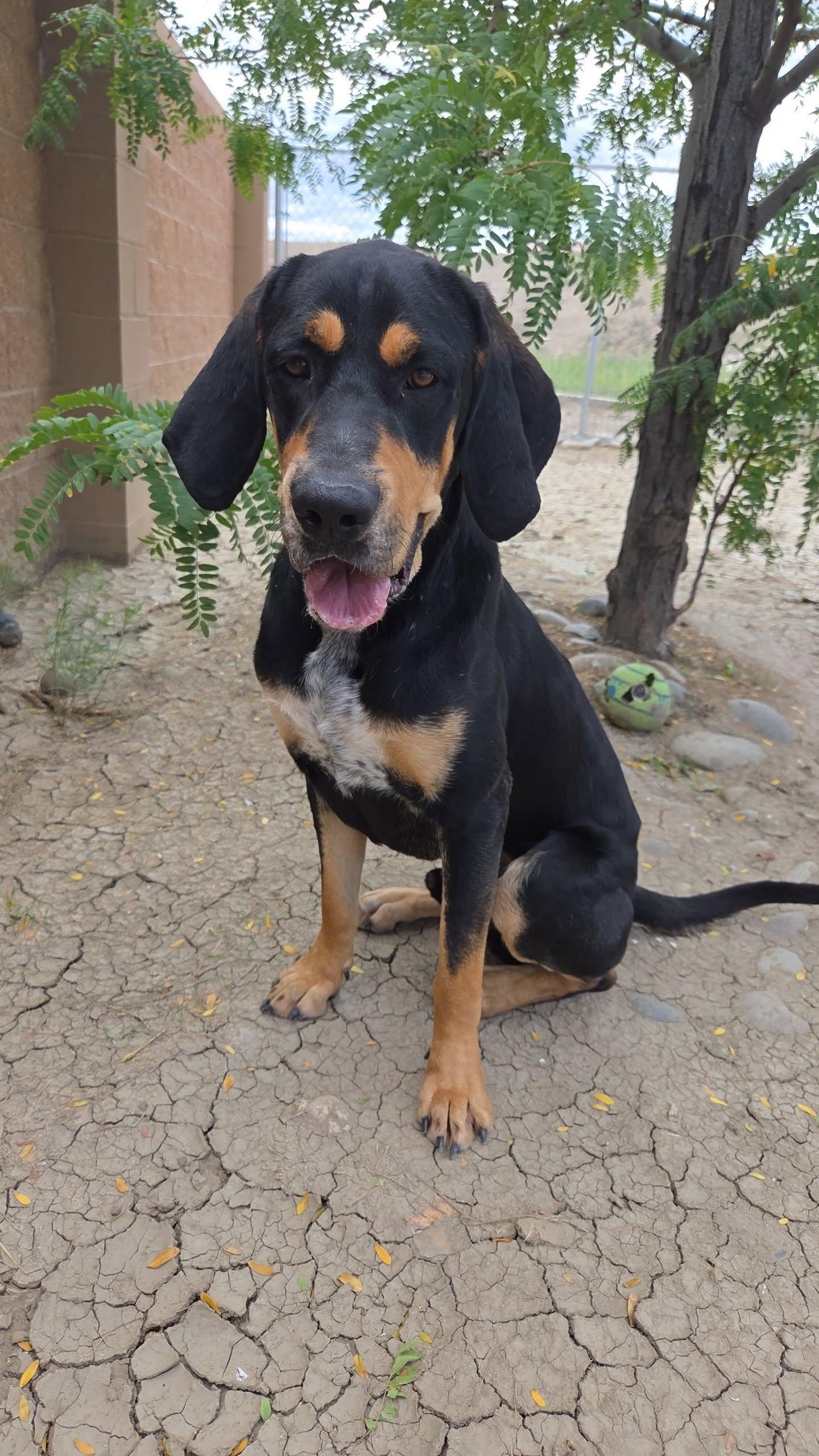 Enlarge Maverick, a Adoptable mixed breed in Grand Junction, CO image 2/3