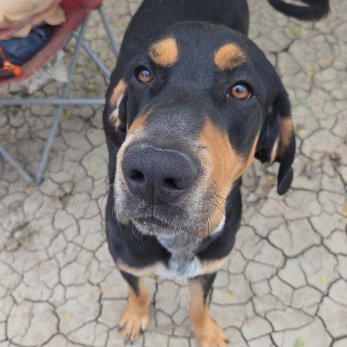 Enlarge Maverick, a Adoptable mixed breed in Grand Junction, CO image 3/3