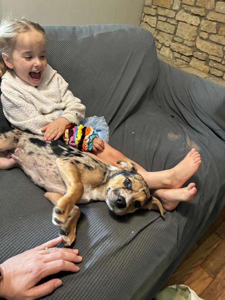 Pac man, Adoptable, Puppy Male Catahoula Leopard Dog.