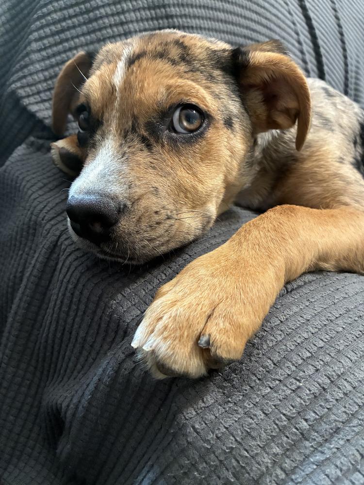 Enlarge Pac man, a Adoptable mixed breed in Loveland, OH image 2/6