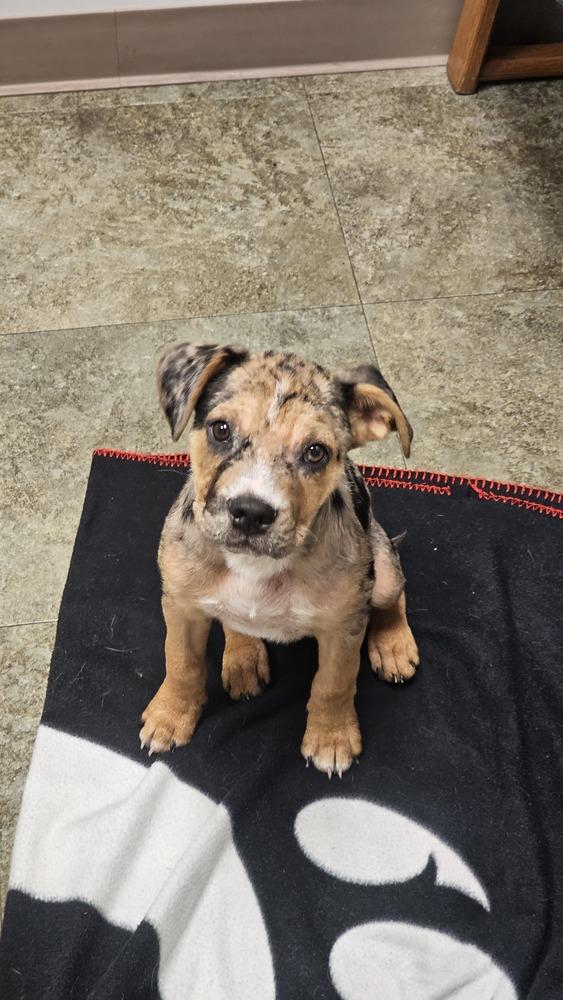 Enlarge Pac man, a Adoptable mixed breed in Loveland, OH image 3/6