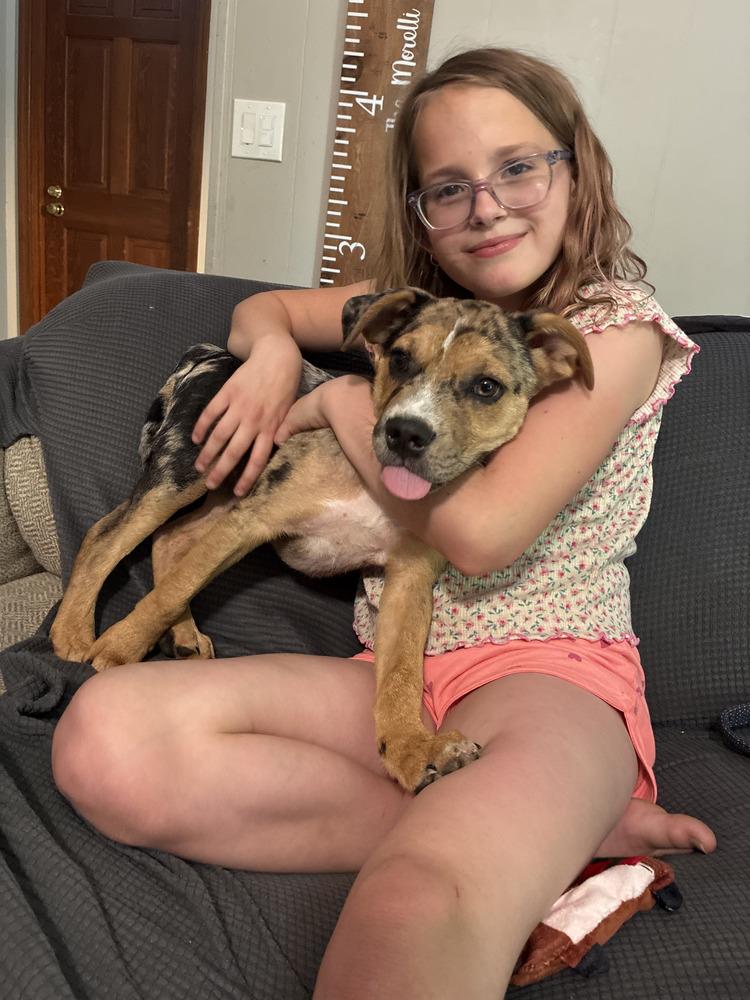 Enlarge Pac man, a Adoptable mixed breed in Loveland, OH image 5/6