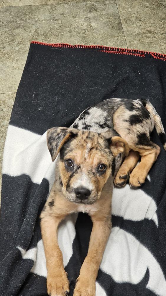 Enlarge Pac man, a Adoptable mixed breed in Loveland, OH image 6/6