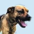 Marvel, a Adoptable mixed breed in San Luis, CO image 2/3