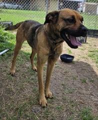 Marvel, a Adoptable mixed breed in San Luis, CO image 3/3