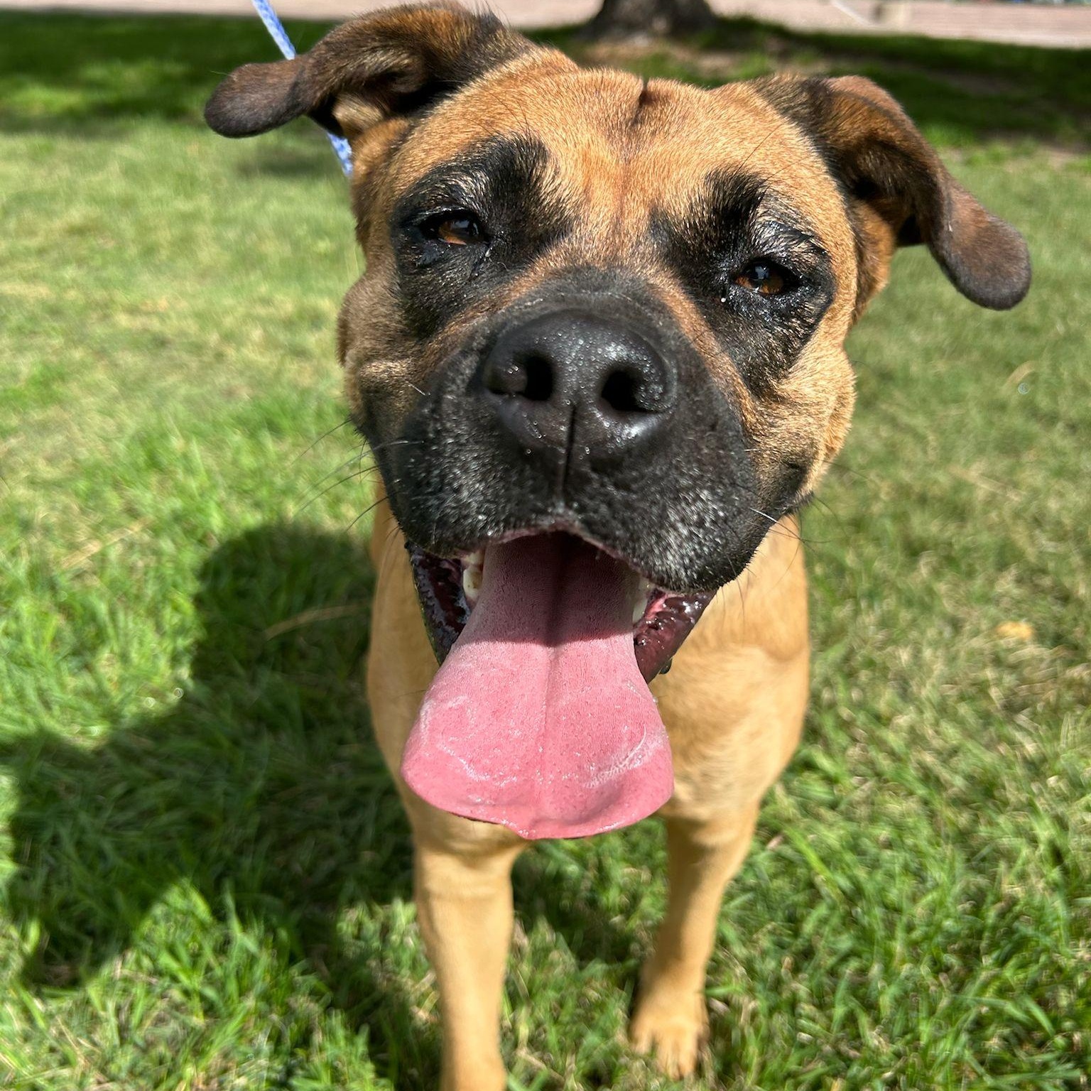 Marvel, a Adoptable mixed breed in San Luis, CO image 1/3