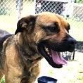 Marvel, Adult Female Mastiff