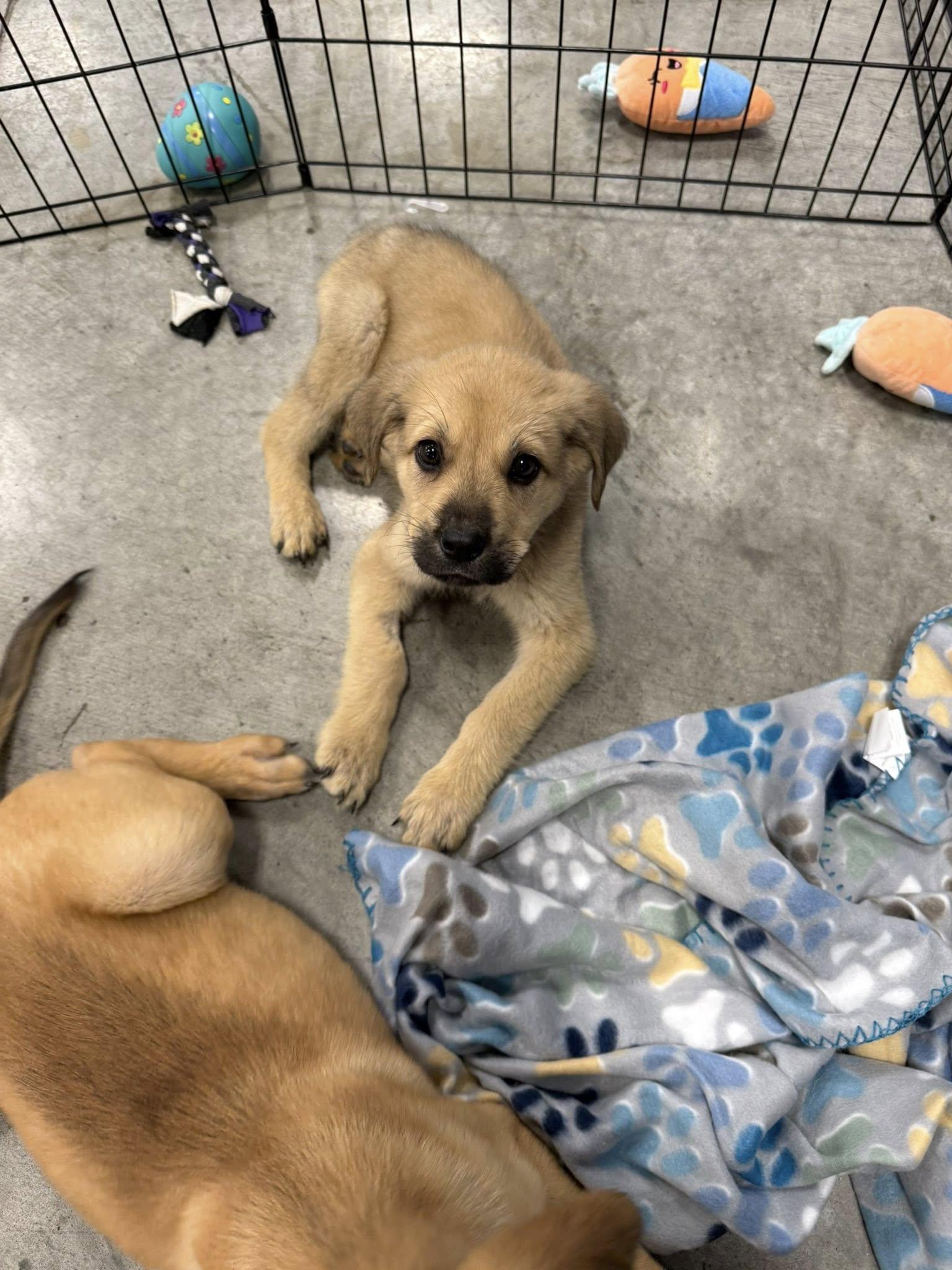 Hoot, a Adoptable mixed breed in West Richland, WA image 1/5