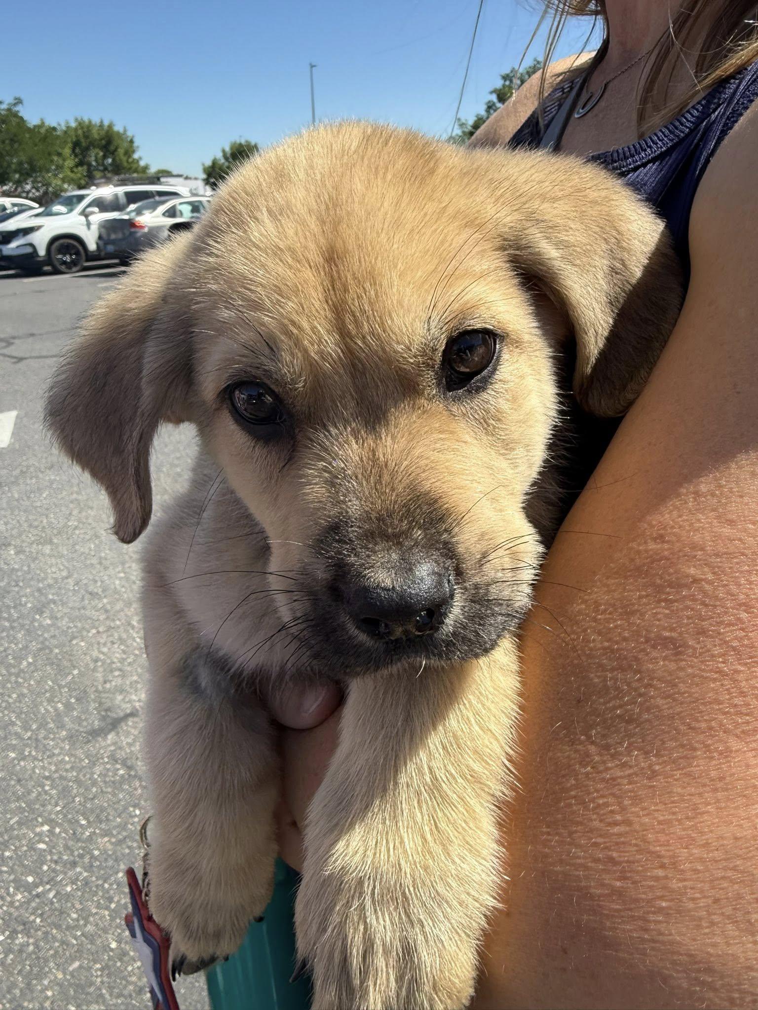 Hoot, a Adoptable mixed breed in West Richland, WA image 2/5