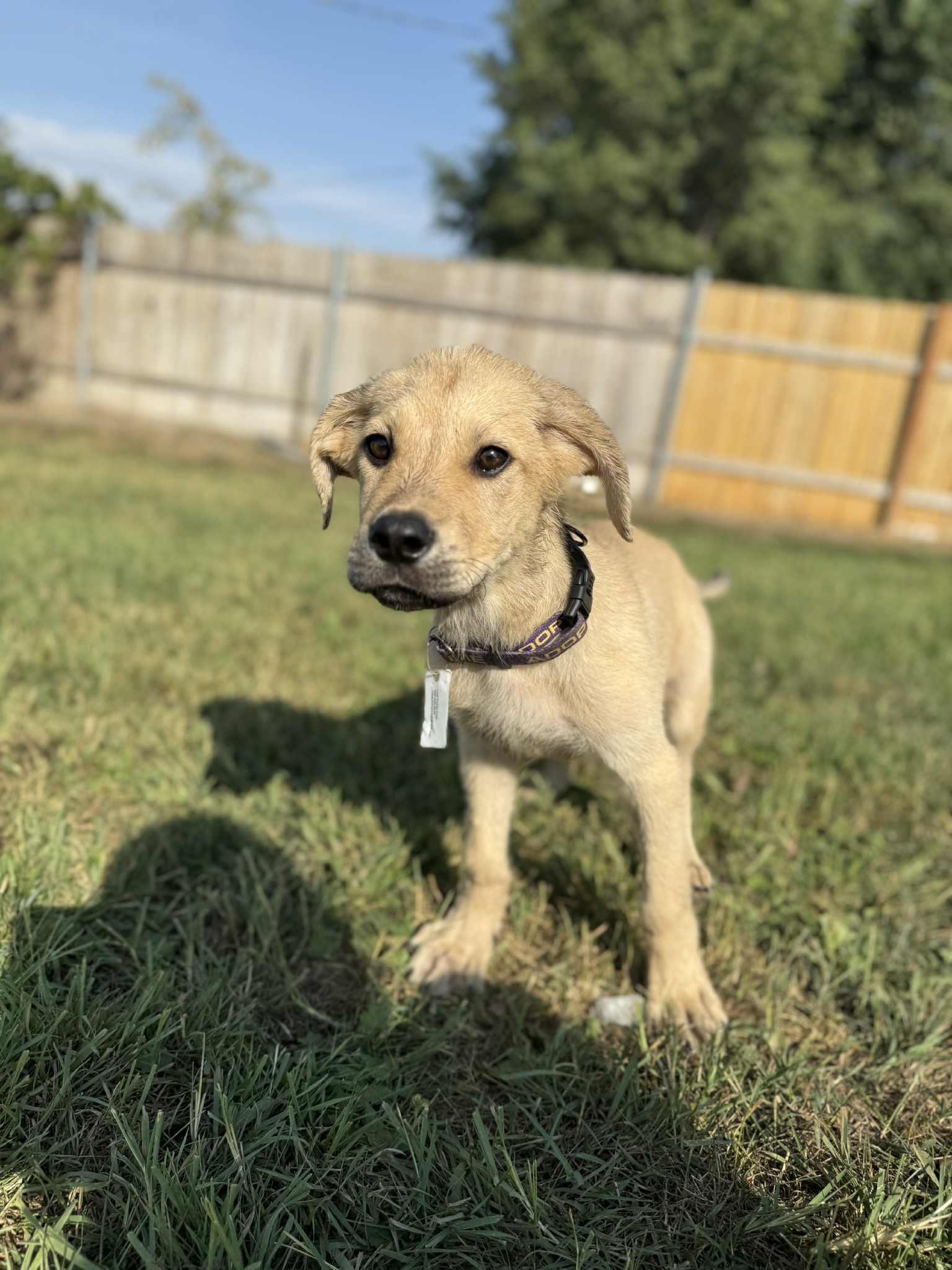 Hoot, a Adoptable mixed breed in West Richland, WA image 3/5