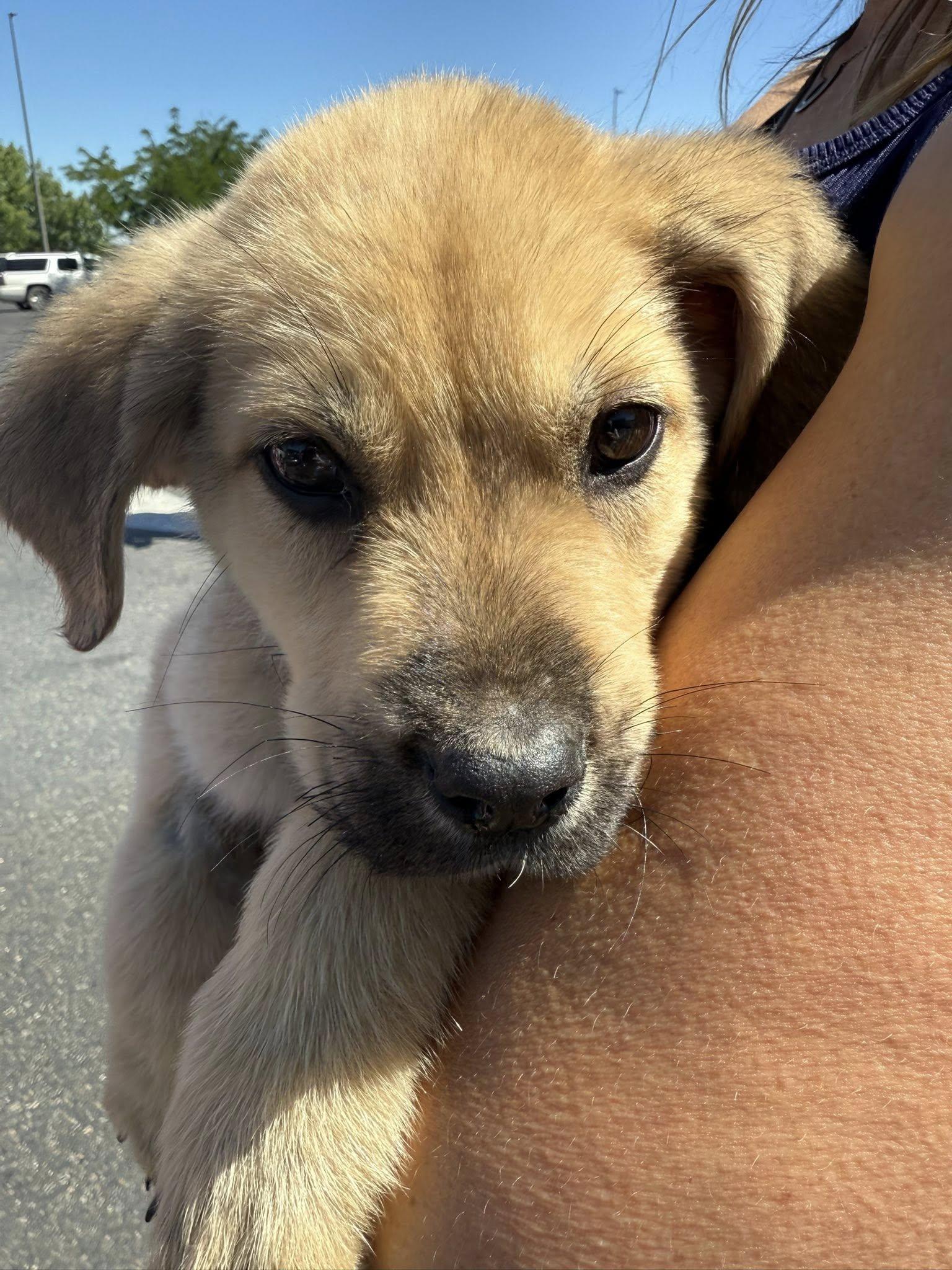 Hoot, a Adoptable mixed breed in West Richland, WA image 5/5