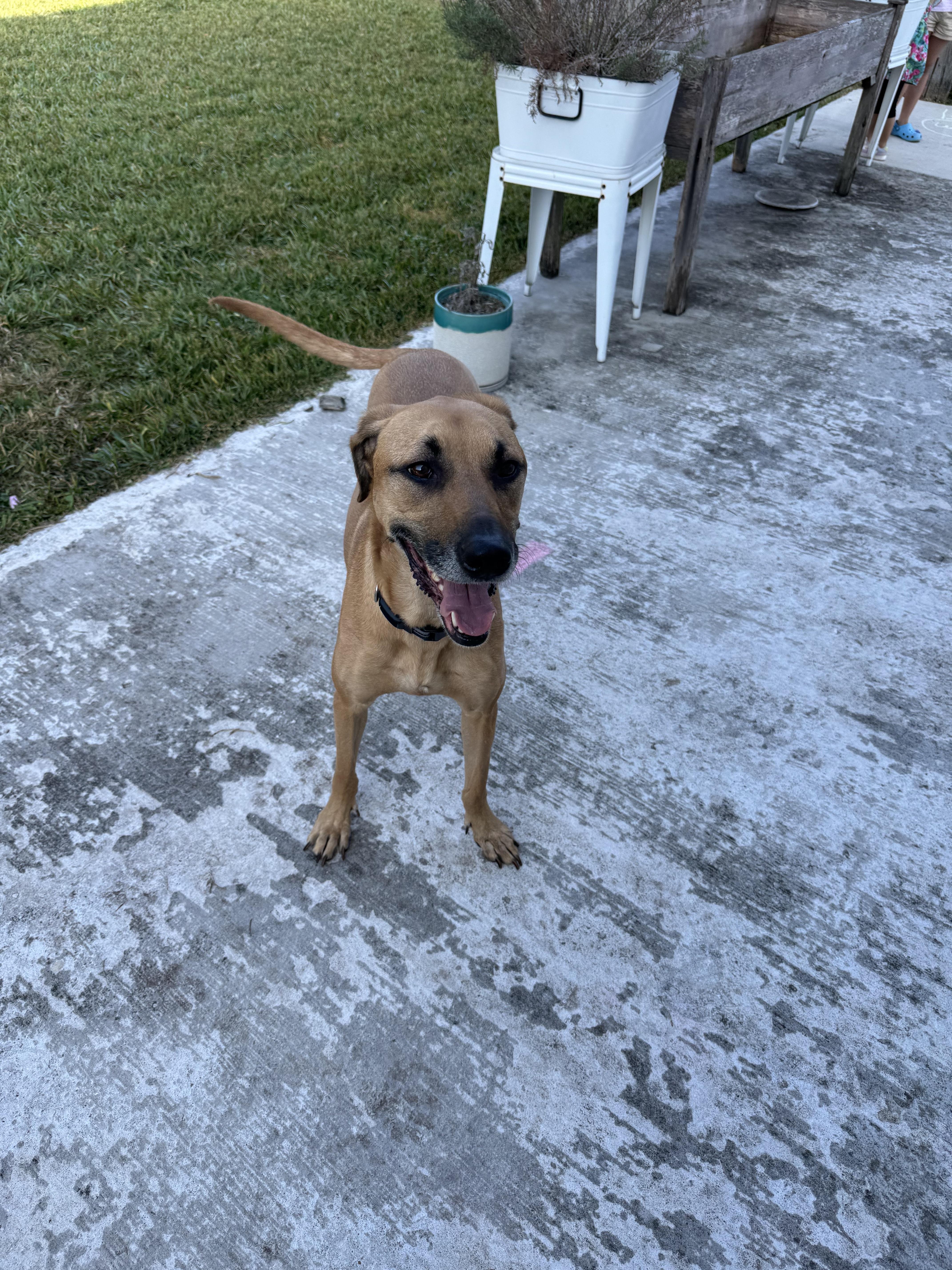 Maddox, a Adoptable mixed breed in Ancaster, ON image 2/6