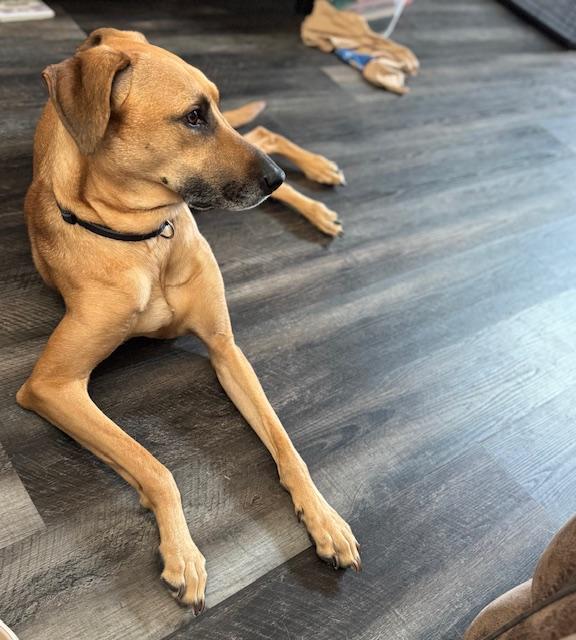 Maddox, a Adoptable mixed breed in Ancaster, ON image 4/6