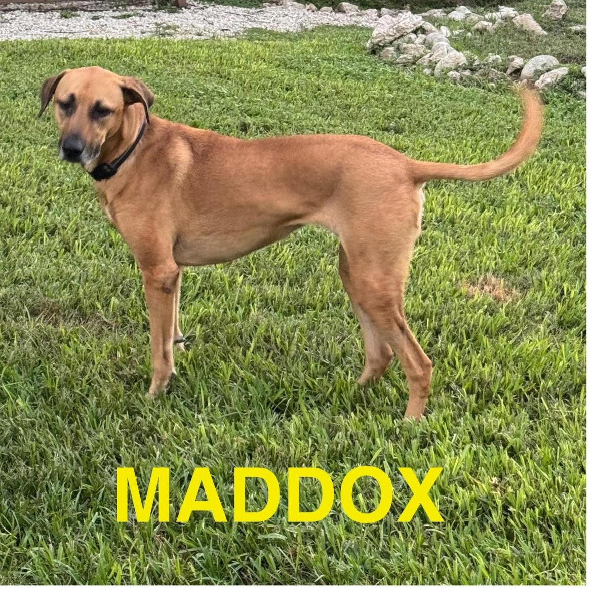 Maddox, Adoptable, Young Female Belgian Shepherd / Malinois & Weimaraner.
