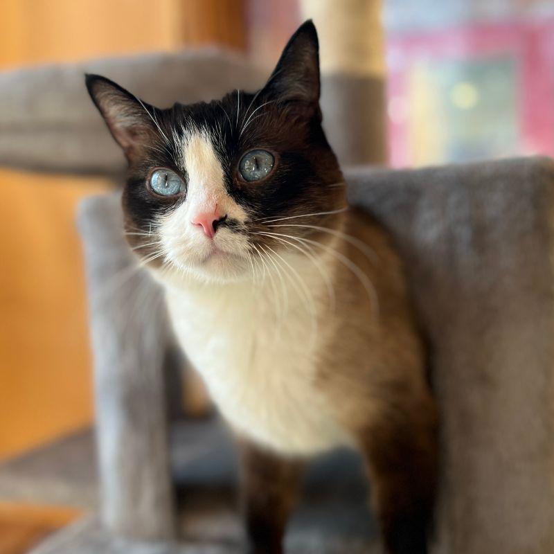 Enlarge Sochi, a ADOPTABLE Siamese in Jackson, WY image 1/2