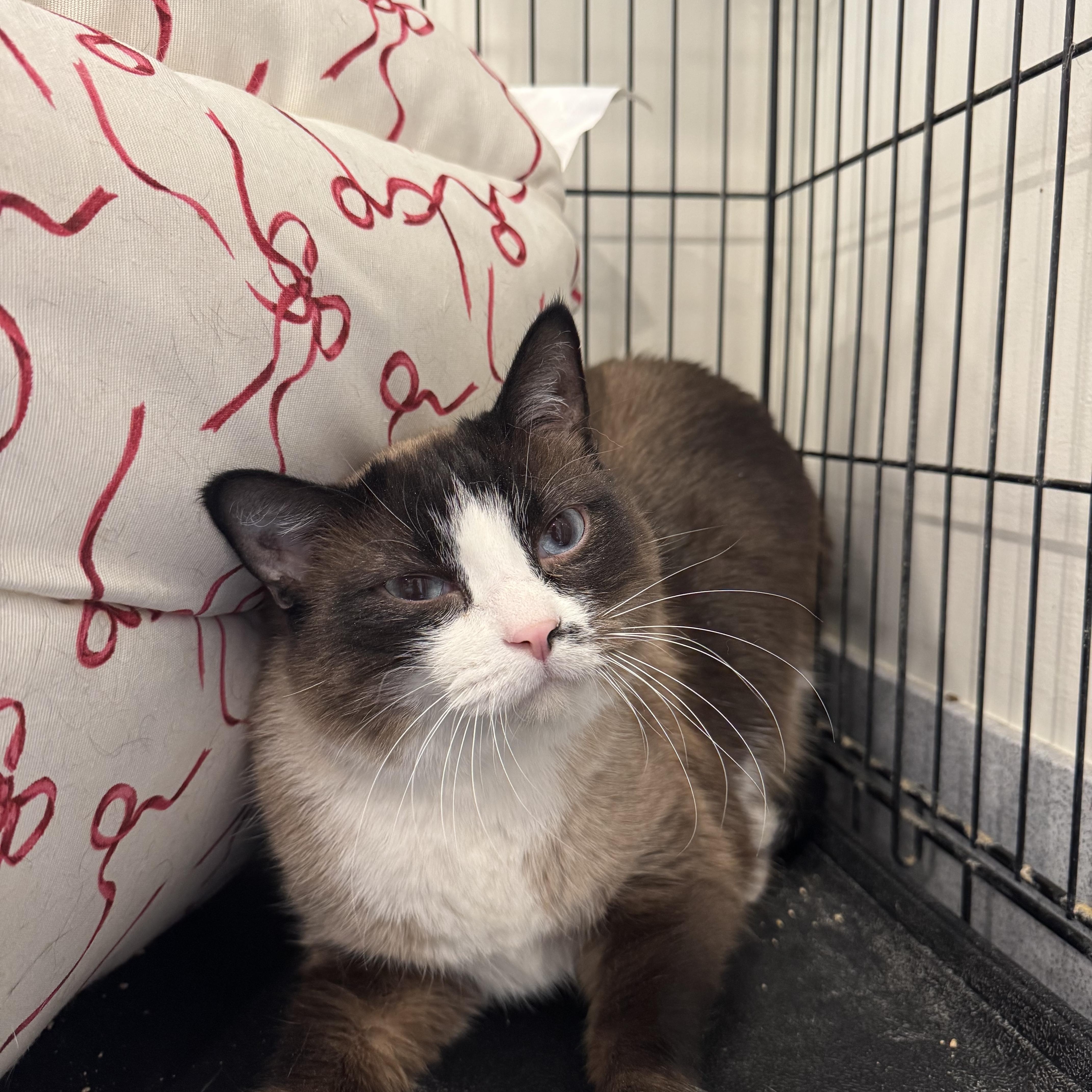 Enlarge Sochi, a ADOPTABLE Siamese in Jackson, WY image 2/2