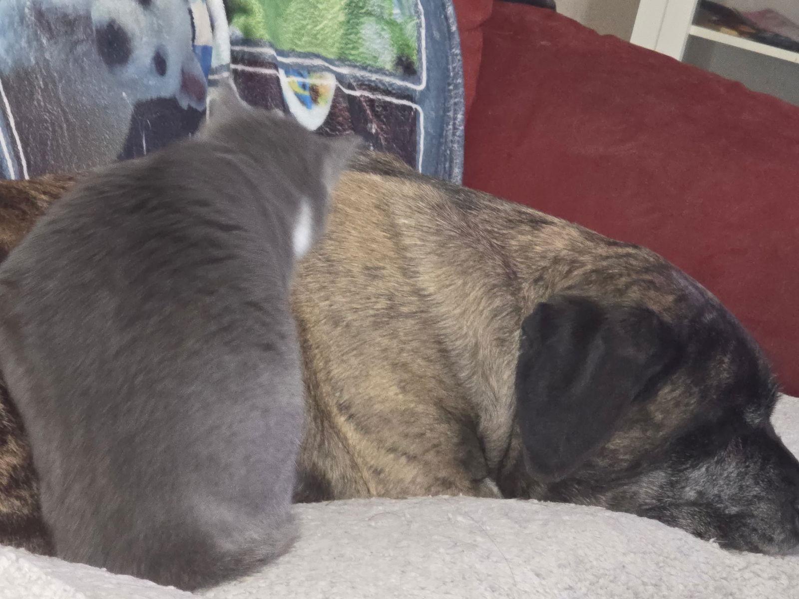 Harley Quinn thumbnail 2