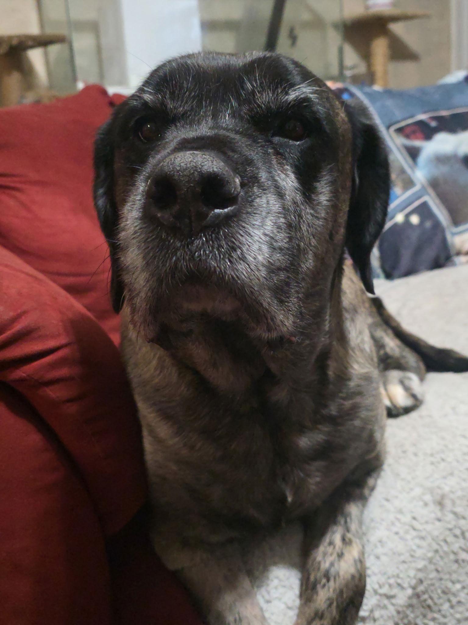 Harley Quinn thumbnail 3