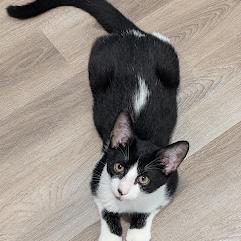 Enlarge Boba, a Adoptable mixed breed in San Antonio, TX image 2/2
