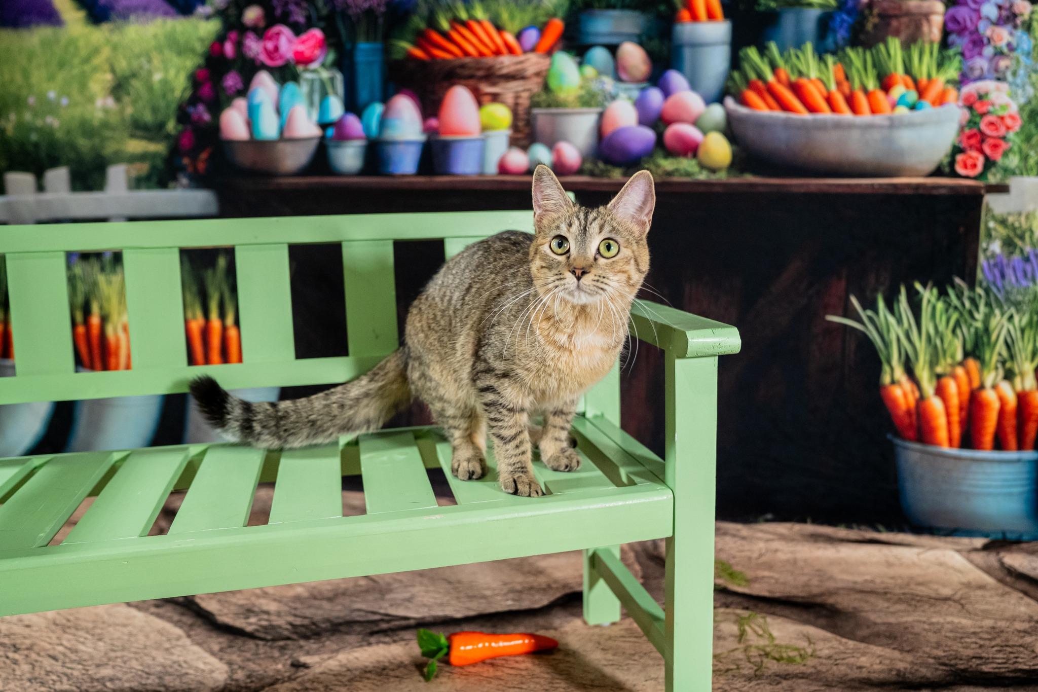 Enlarge Fern, a ADOPTABLE Domestic Short Hair in Dellslow, WV image 5/6