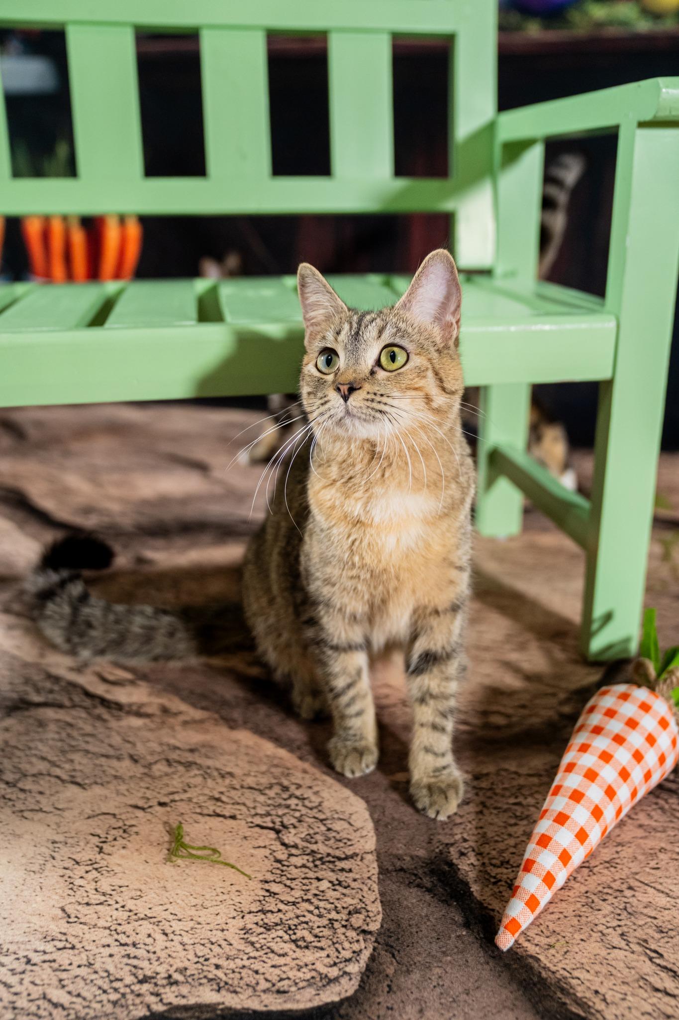Enlarge Fern, a ADOPTABLE Domestic Short Hair in Dellslow, WV image 6/6