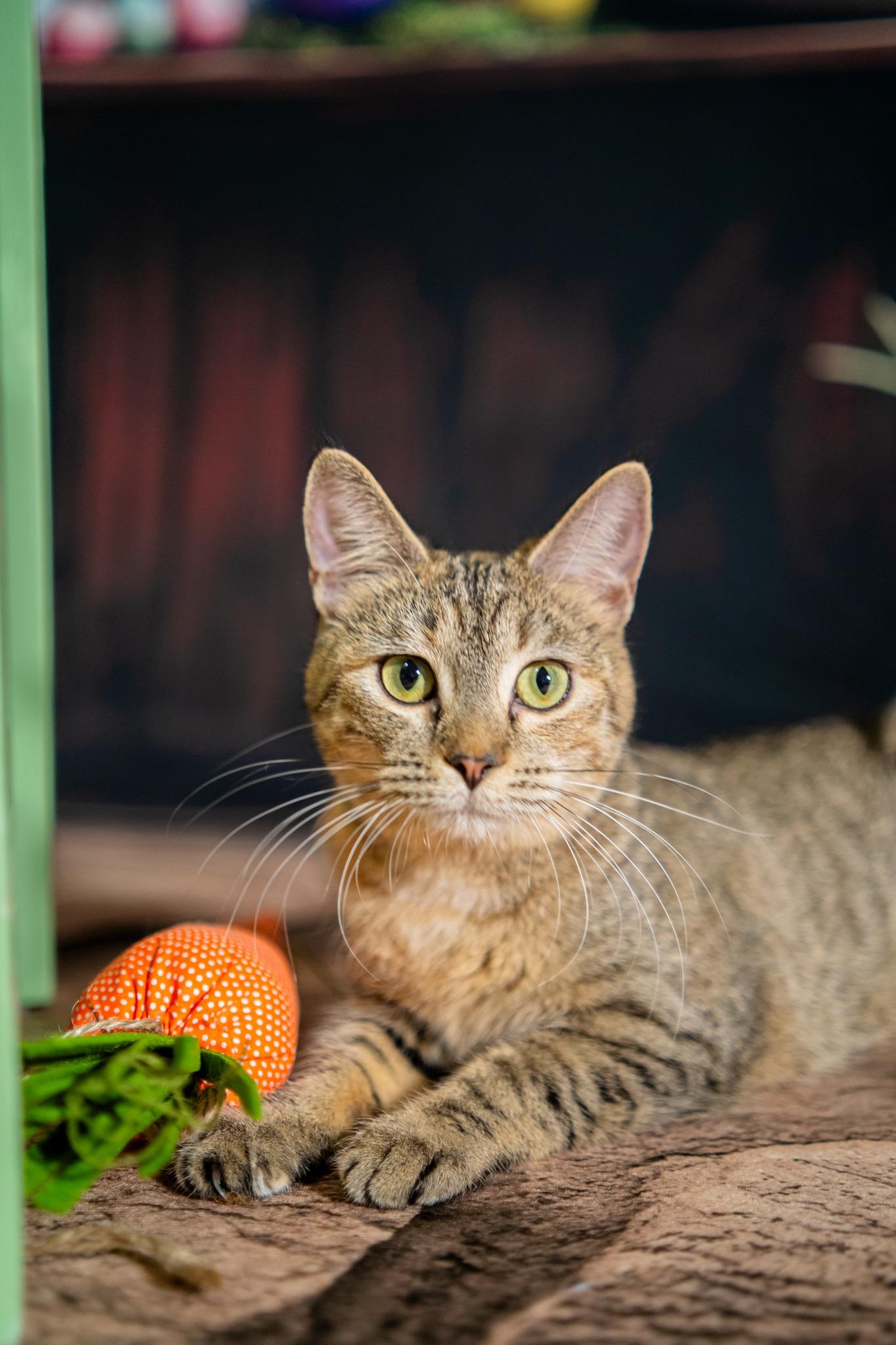 Enlarge Fern, a ADOPTABLE Domestic Short Hair in Dellslow, WV image 4/6