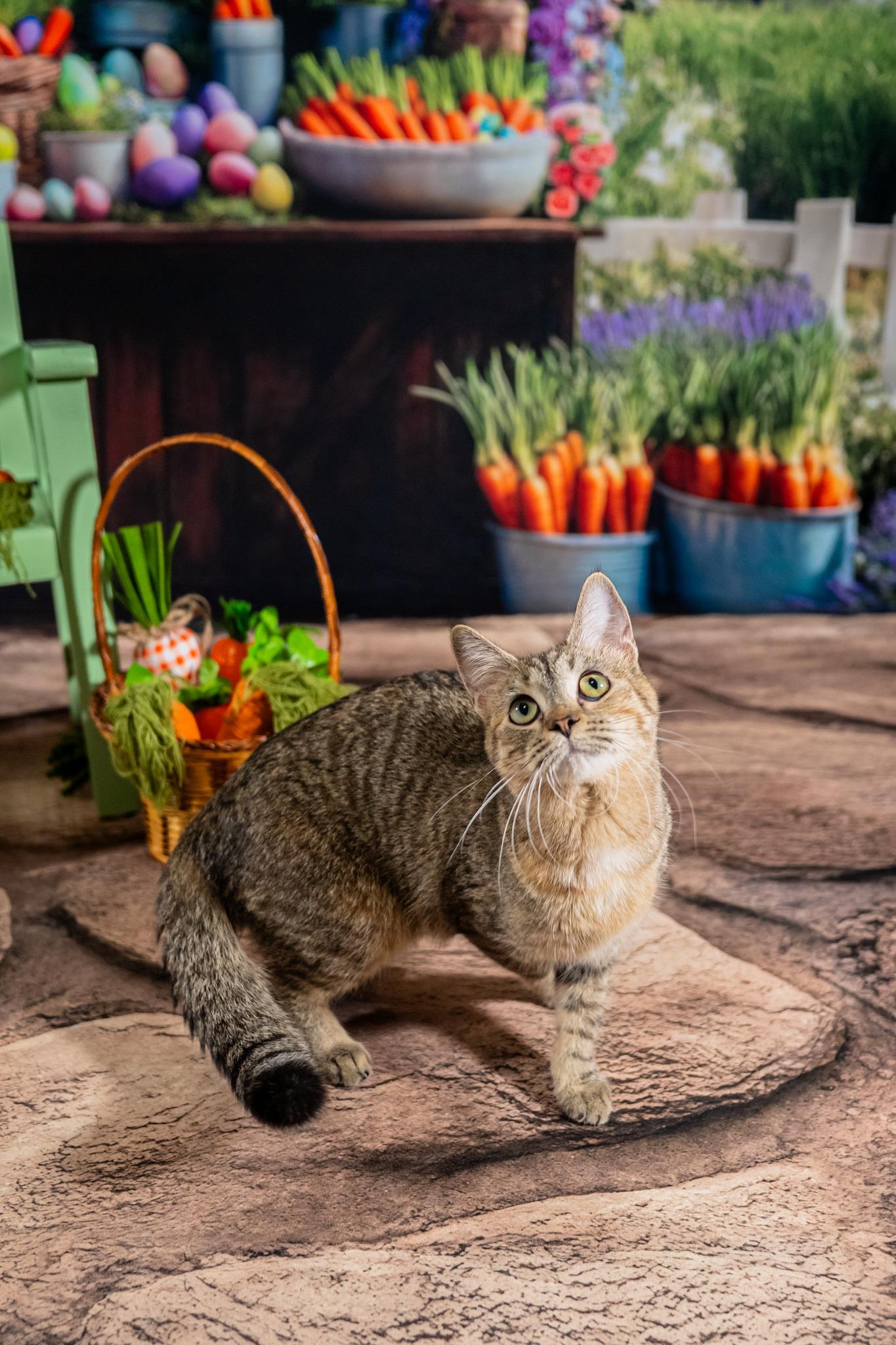Enlarge Fern, a ADOPTABLE Domestic Short Hair in Dellslow, WV image 3/6
