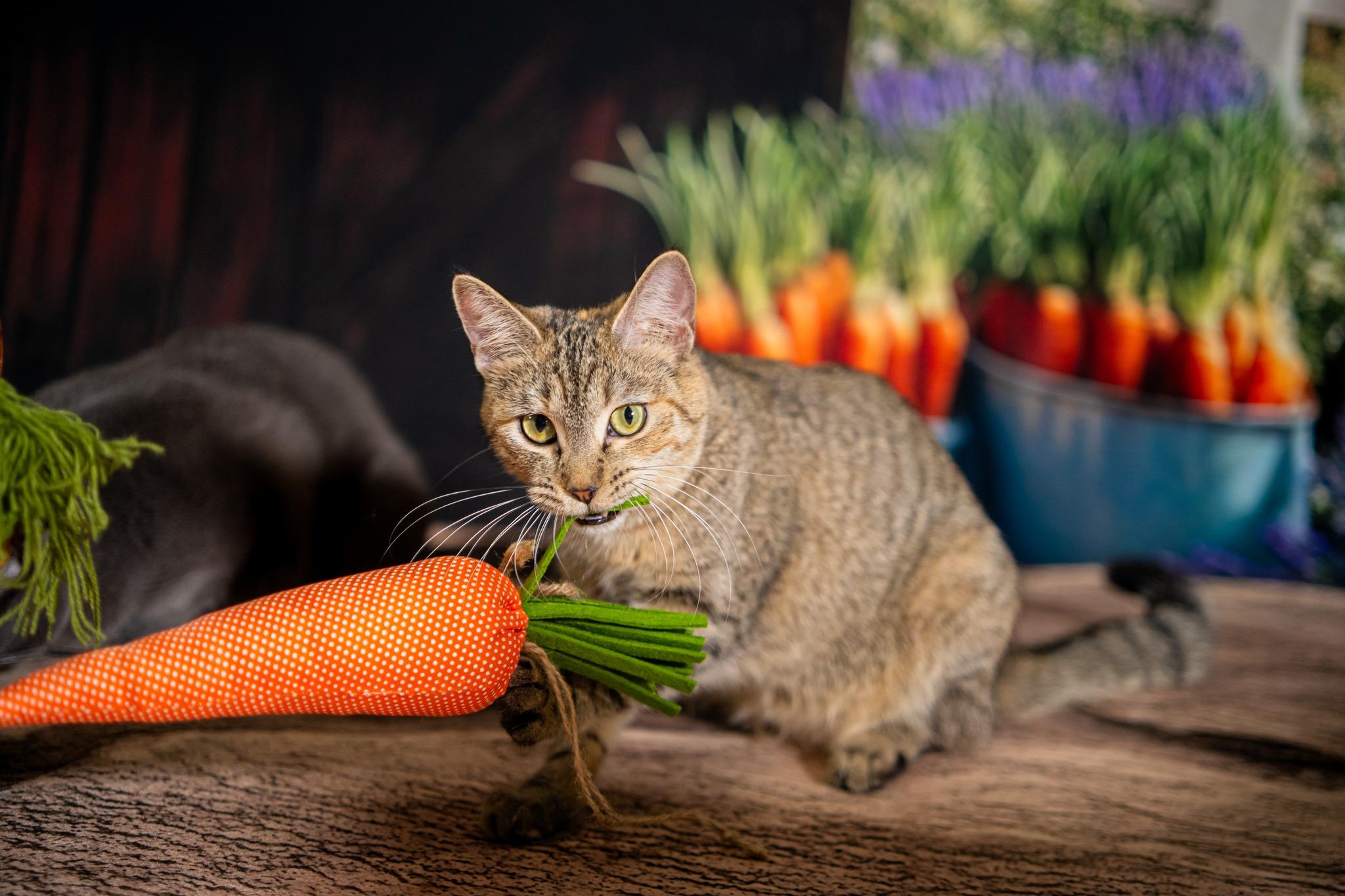 Enlarge Fern, a ADOPTABLE Domestic Short Hair in Dellslow, WV image 1/6