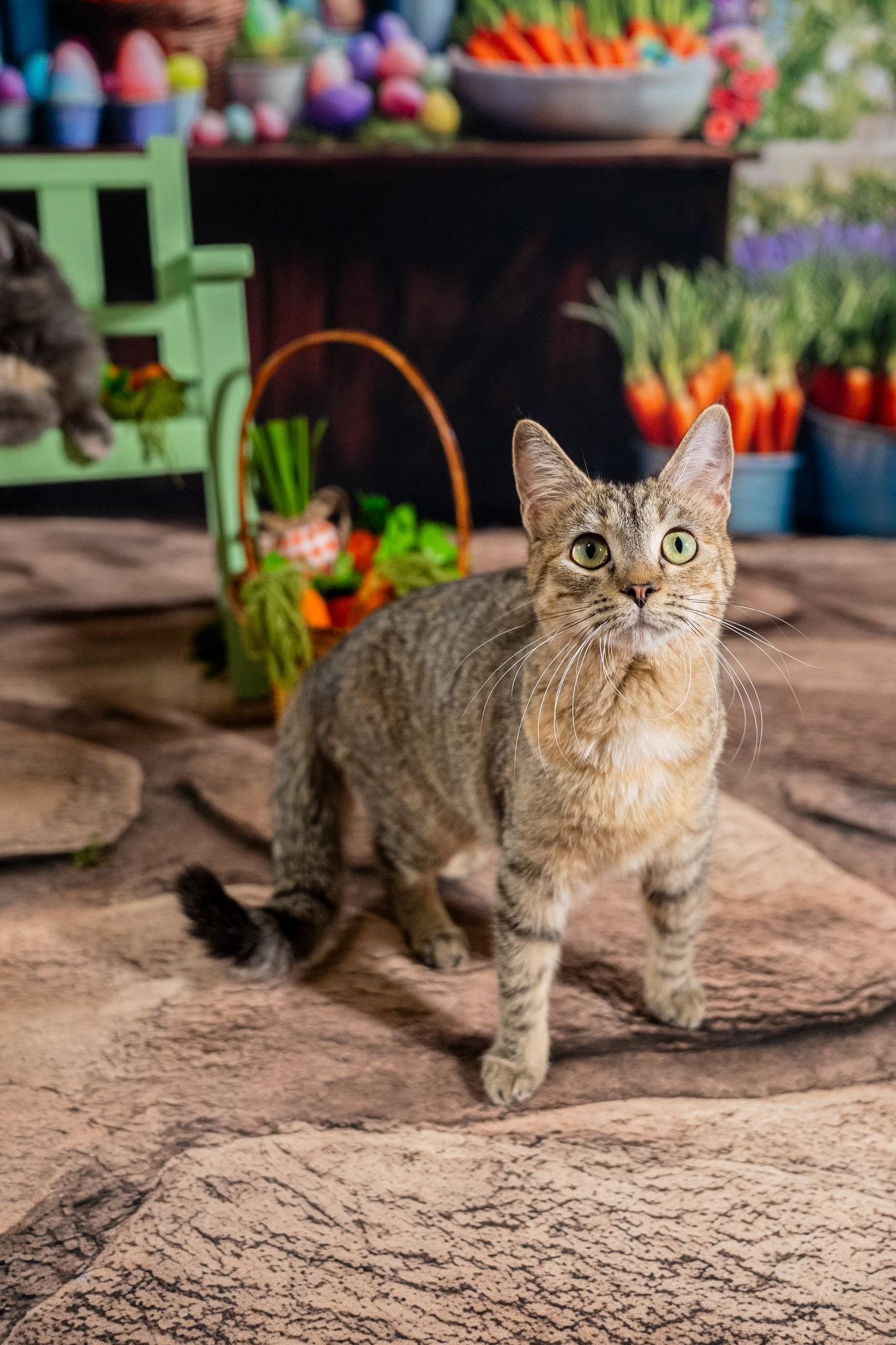 Enlarge Fern, a ADOPTABLE Domestic Short Hair in Dellslow, WV image 2/6