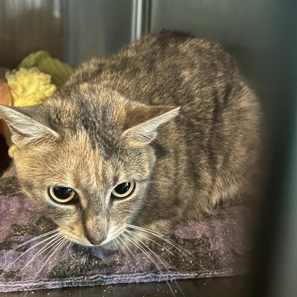 monsoon, Adoptable, Young Female Domestic Short Hair.