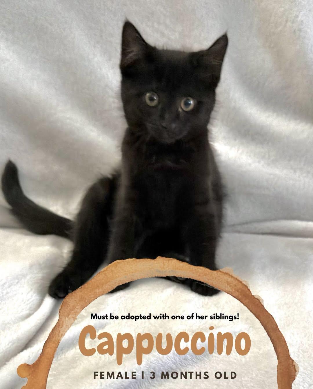 Cappuccino - MUST BE ADOPTED WITH A SIBLING, Adoptable, Kitten Female Domestic Short Hair.