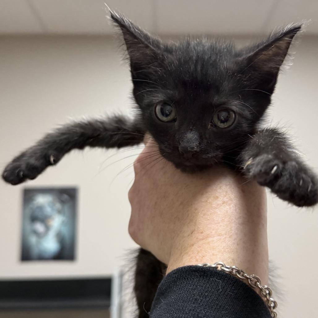 Enlarge Bobby, a Adoptable mixed breed in Fort Collins, CO image 1/6