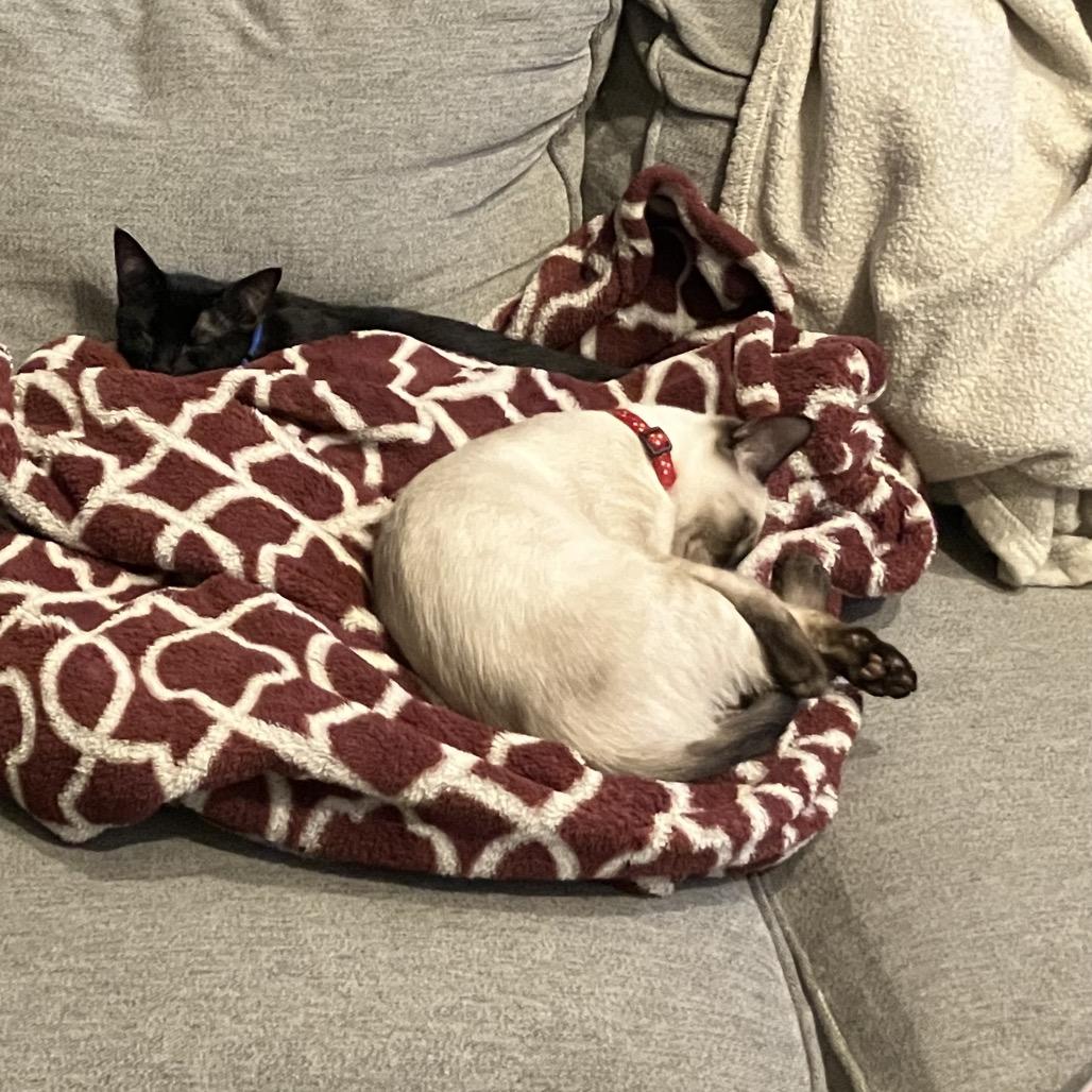 Enlarge Bobby, a Adoptable mixed breed in Fort Collins, CO image 2/6