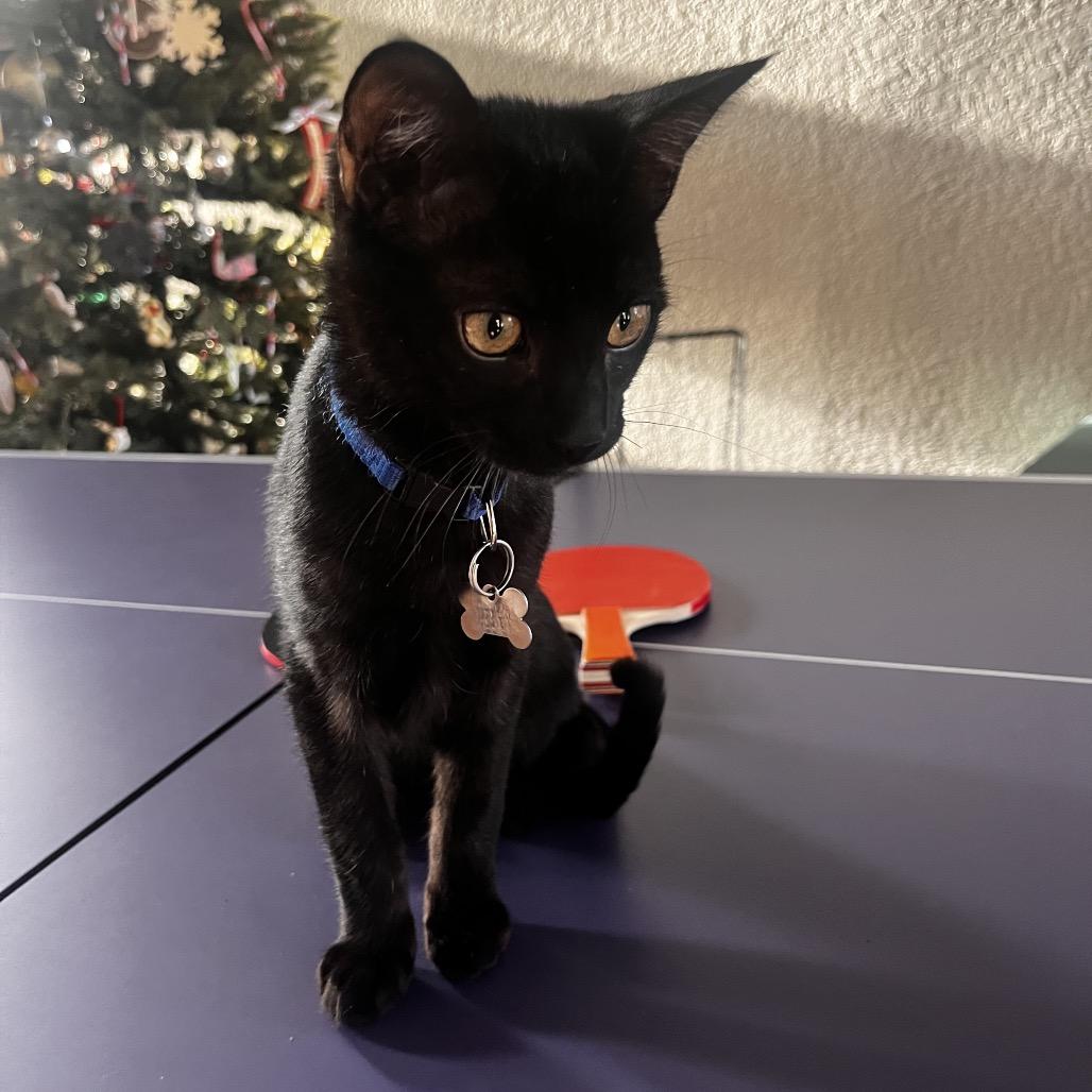 Enlarge Bobby, a Adoptable mixed breed in Fort Collins, CO image 3/6