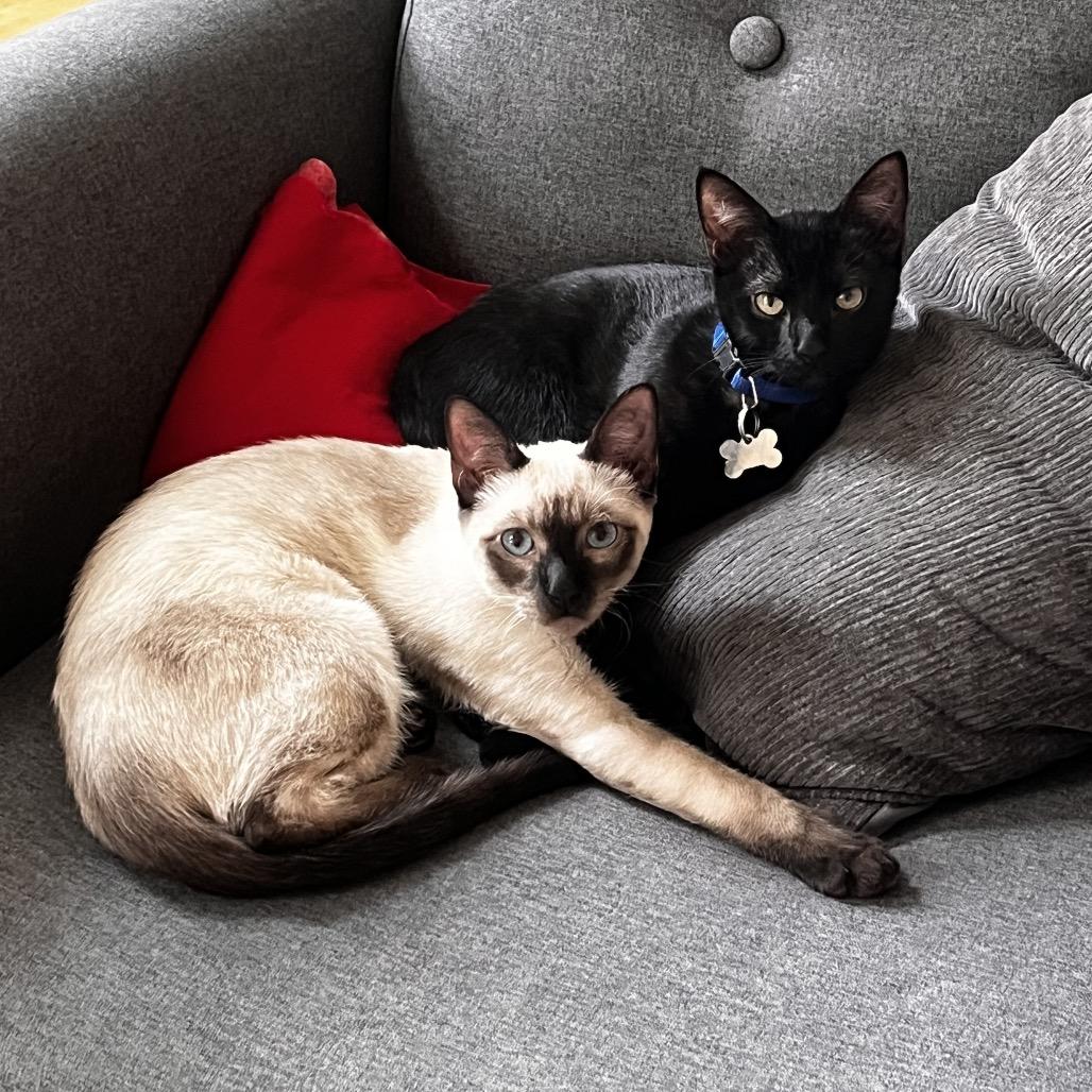 Enlarge Bobby, a Adoptable mixed breed in Fort Collins, CO image 4/6