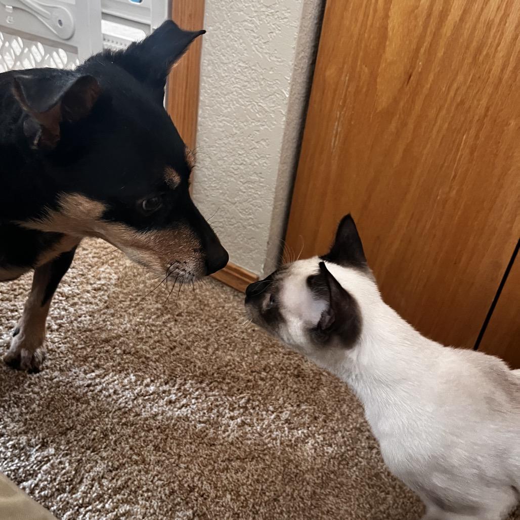 Enlarge Bobby, a Adoptable mixed breed in Fort Collins, CO image 5/6