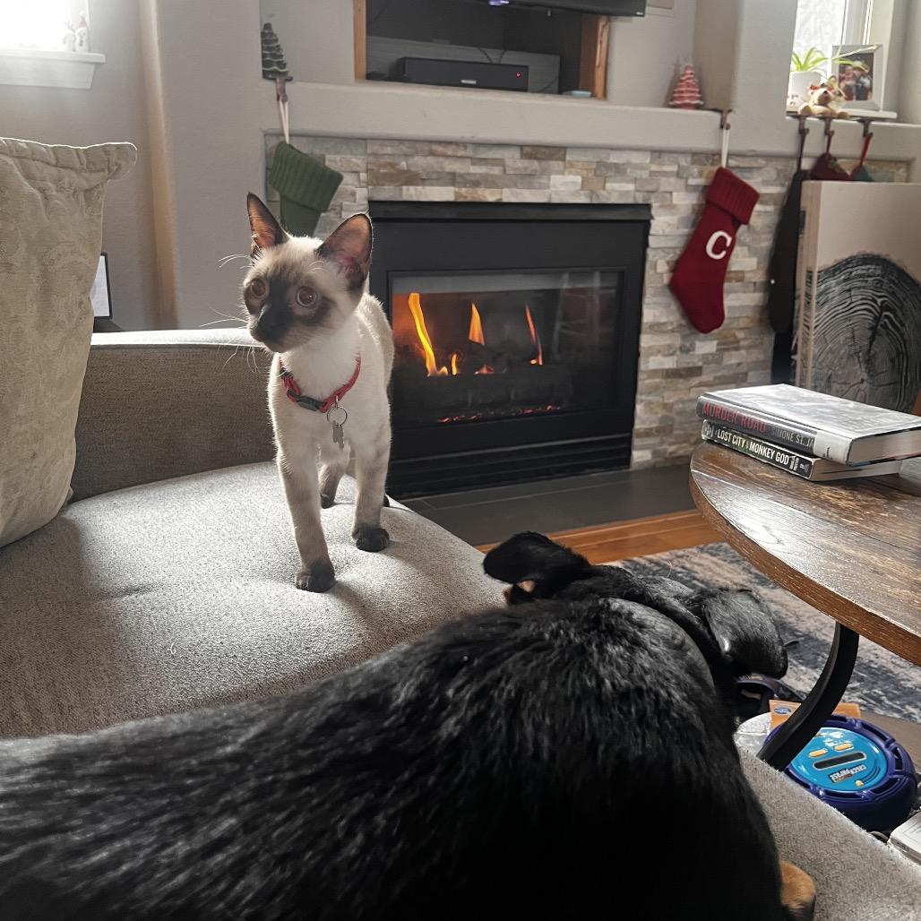 Enlarge Bobby, a Adoptable mixed breed in Fort Collins, CO image 6/6