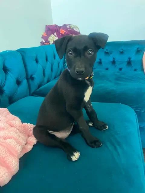 Stevie, a ADOPTABLE mixed breed in Huntsville, AL image 1/6