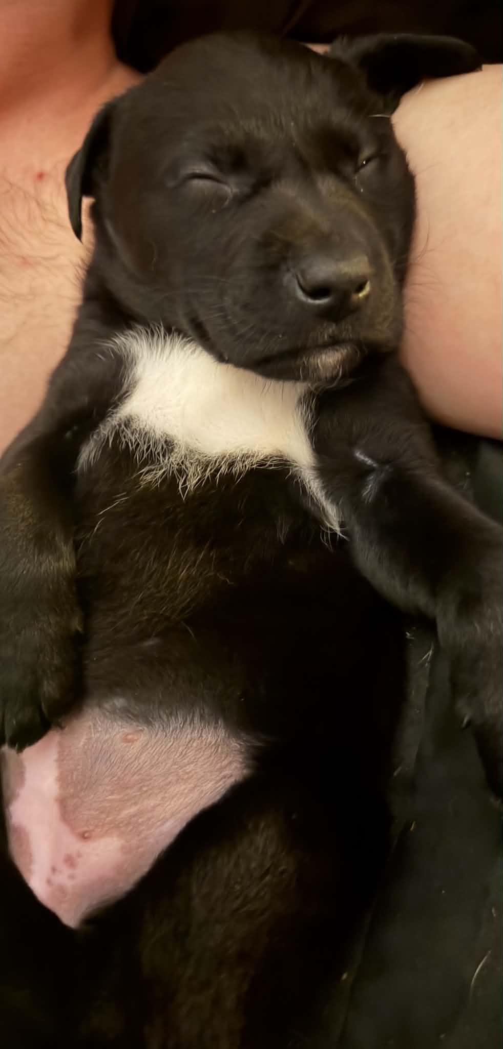 Stevie, a ADOPTABLE mixed breed in Huntsville, AL image 5/6