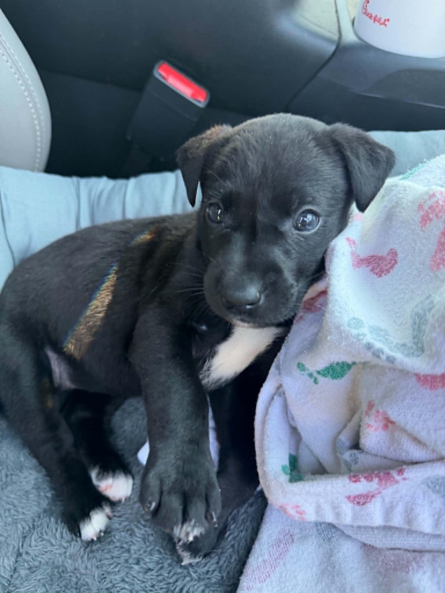 Stevie, a ADOPTABLE mixed breed in Huntsville, AL image 2/6