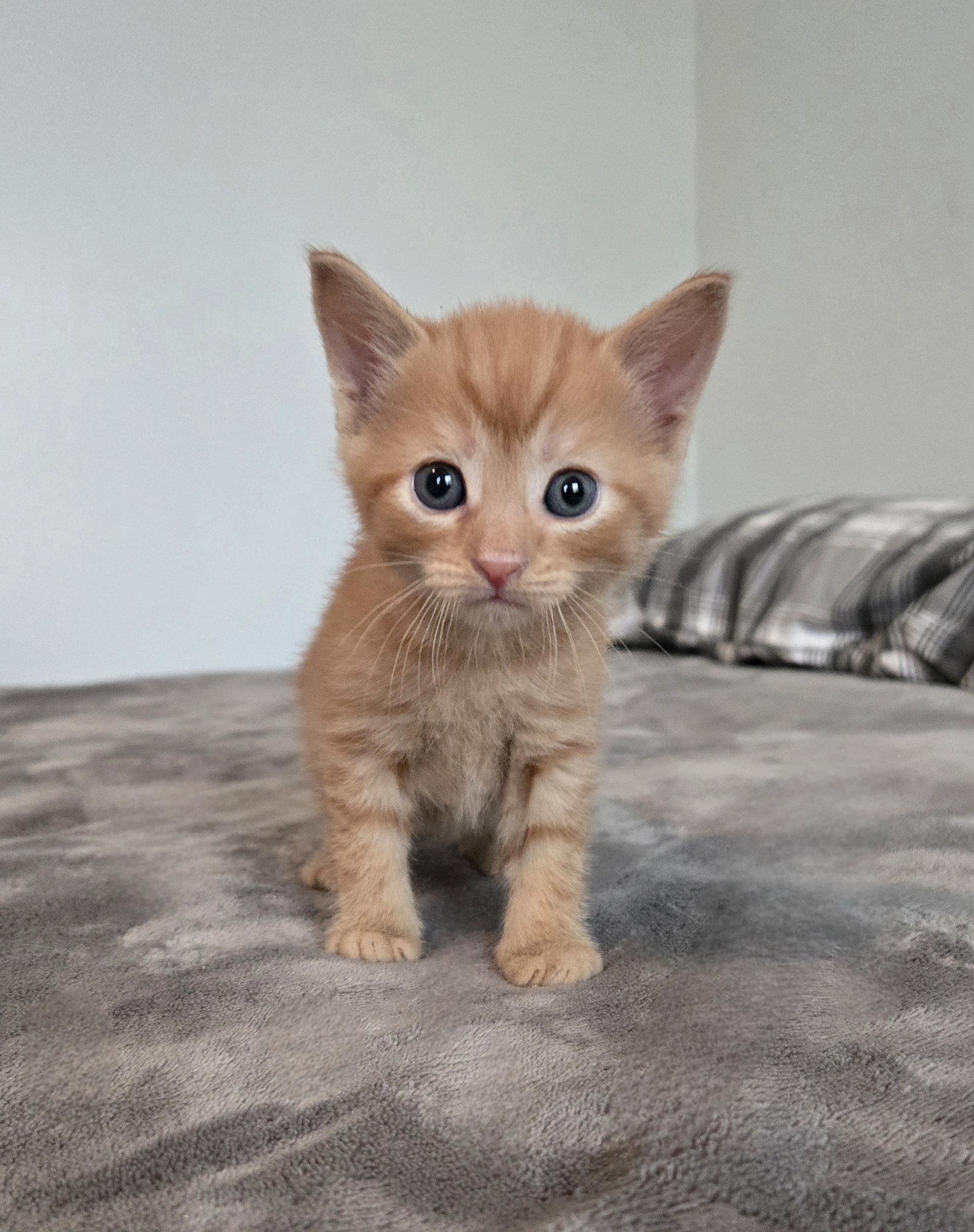 Cricket, a Adoptable Tabby in Flint Hill, VA image 1/2