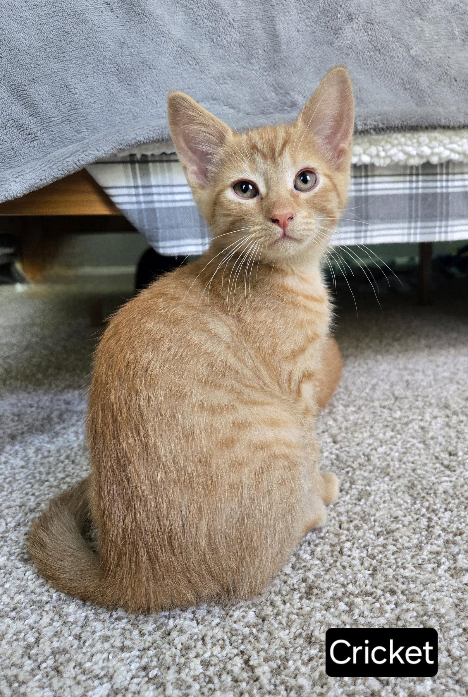 Cricket, a Adoptable Tabby in Flint Hill, VA image 2/2
